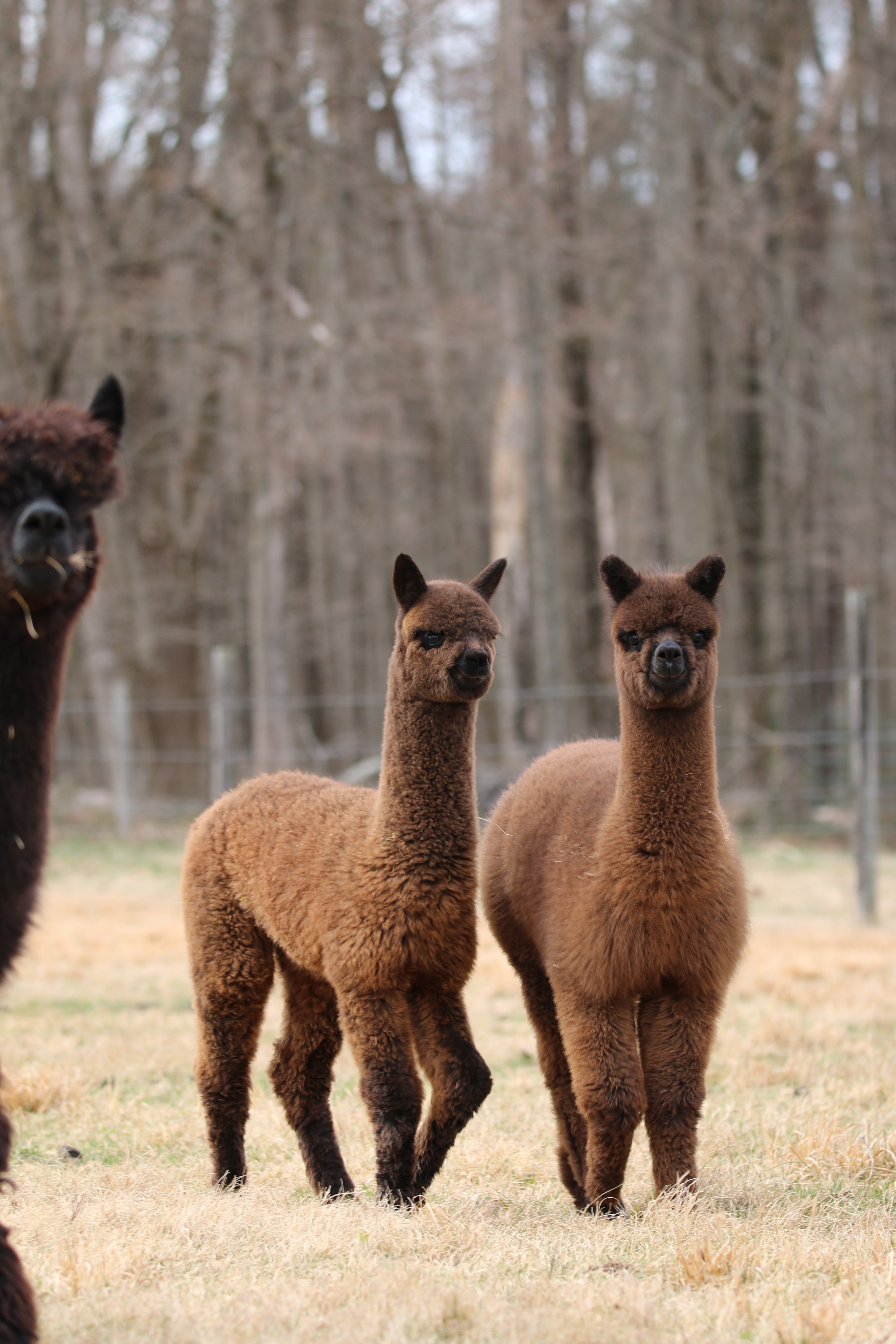 alpaca crias